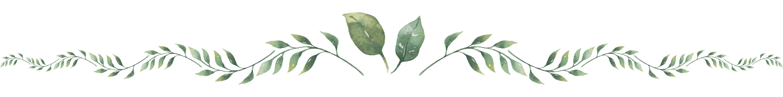 ลายเส้นคั่นรูปใบไม้สีเขียวสไตล์วอเตอร์คัลเลอร์ เพิ่มความอ่อนโยนและเป็นธรรมชาติให้กับหน้าเว็บไซต์