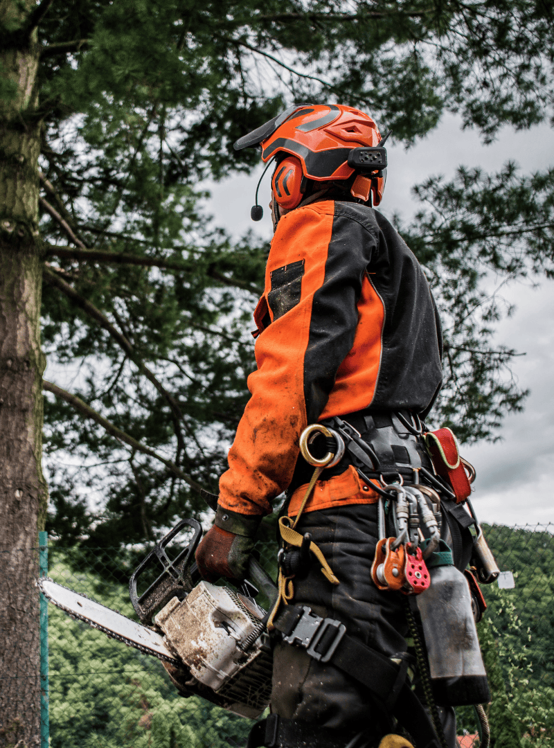 ช่าง Arborist มืออาชีพพร้อมอุปกรณ์นิรภัยและเลื่อยยนต์ ให้บริการตัดแต่งต้นไม้และดูแลความปลอดภัยของพื้นที่สีเขียว