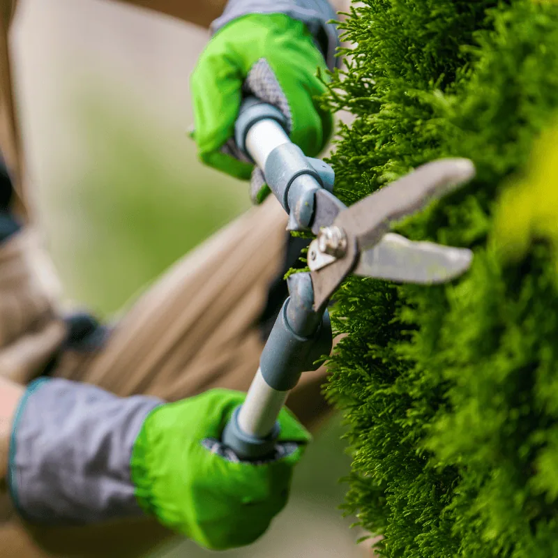 พนักงานสวมถุงมือกำลังตัดแต่งพุ่มไม้ในงานดูแลสวนและภูมิทัศน์ขององค์กร