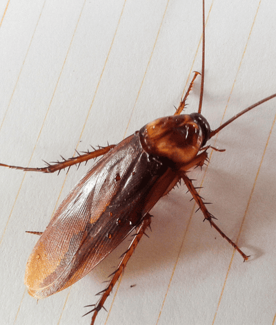 แมลงสาบอเมริกัน (American Cockroach) ซึ่งเป็นสัตว์รบกวนที่พบบ่อยในอาคารและสถานประกอบการ ต้องควบคุมด้วยระบบกำจัดแมลงตามมาตรฐานสุขาภิบาล