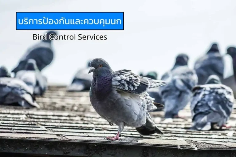 รูปภาพฝูงนกพิราบ เชื่อโยงบริการป้องกันและควบคุมนกของบริษัทไอเอฟเอส