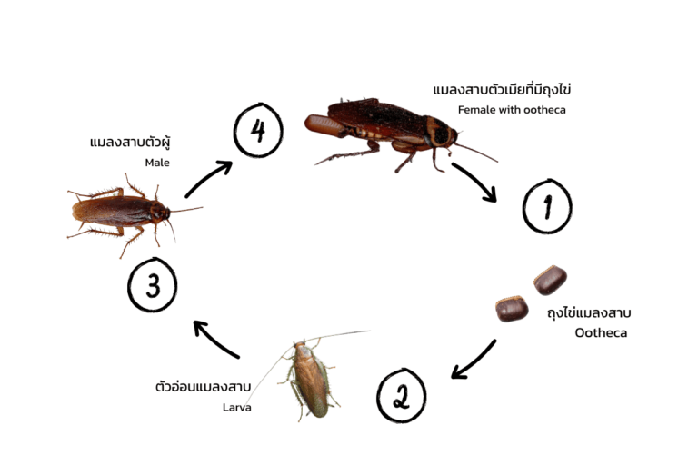 แผนภาพวงจรชีวิตแมลงสาบ แสดงขั้นตอนถุงไข่ (ootheca) ตัวอ่อน และตัวเต็มวัยทั้งเพศผู้และเพศเมีย พร้อมลำดับการเจริญเติบโต