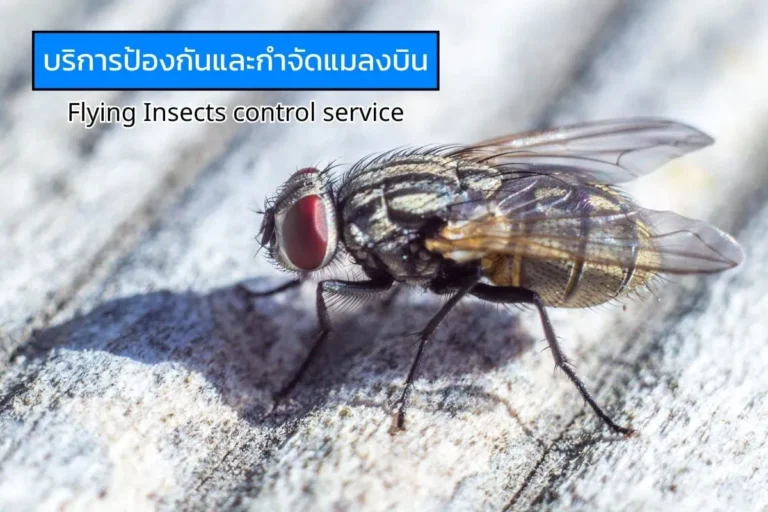 ภาพระยะใกล้ของแมลงบิน สื่อถึงบริการป้องกันและกำจัดแมลงวันและแมลงหวี่ในอาคารและสถานประกอบการ