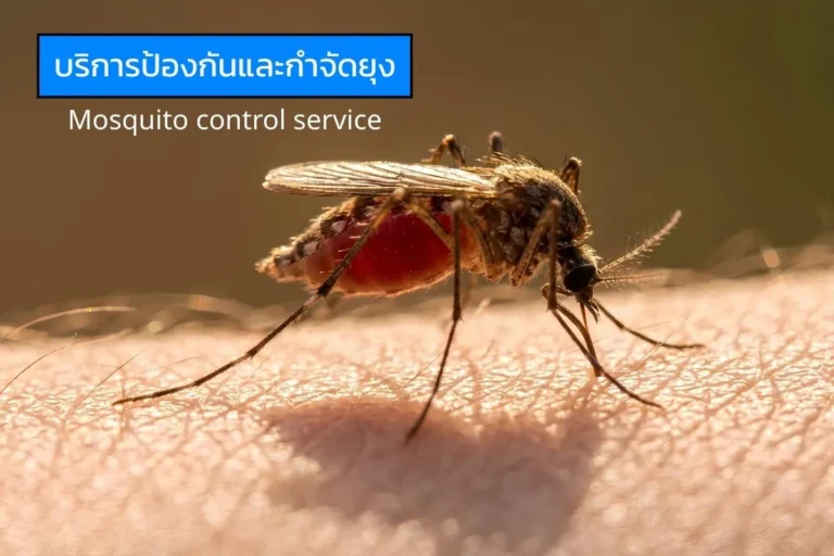 ภาพยุงกำลังกัดผิวหนัง สื่อถึงความเสี่ยงจากยุงและความจำเป็นของบริการป้องกันและกำจัดยุงจาก ไอเอฟเอส