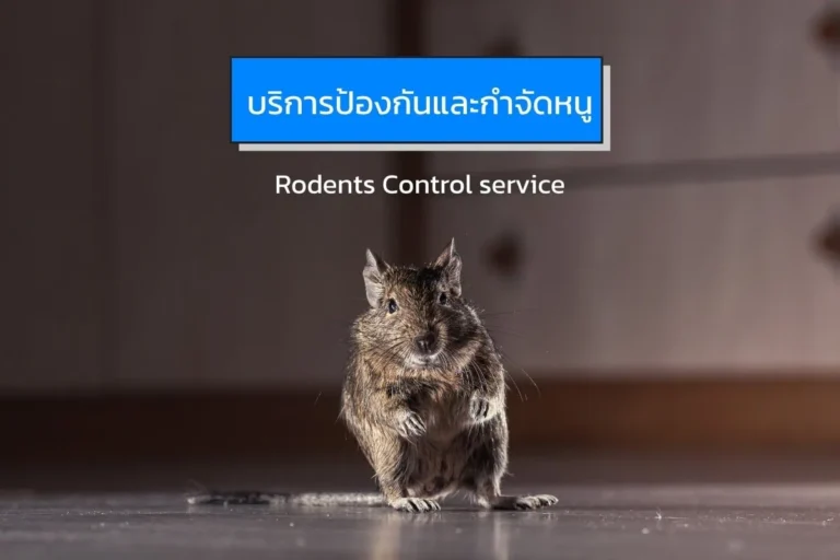 บริการป้องกันและกำจัดหนูโดยบริษัท IFS Facility Services เพื่อความปลอดภัยและสุขอนามัยของอาคาร