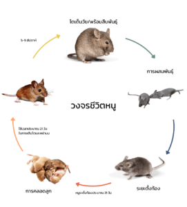ภาพแสดงวงจรการสืบพันธุ์และการเจริญเติบโตของหนู เพื่อประกอบเนื้อหาบริการป้องกันและกำจัดหนู
