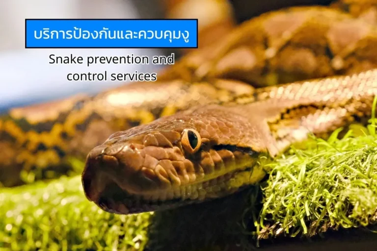 ภาพงูขนาดใหญ่บนพื้นหญ้า ใช้สื่อถึงบริการป้องกันและควบคุมงูเพื่อความปลอดภัยในบ้านและสถานประกอบการ