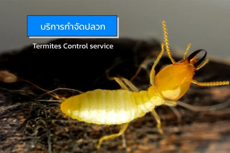 ภาพปลวกกำลังทำลายเนื้อไม้ ใช้ประกอบบริการกำจัดปลวกและป้องกันปลวกในบ้านและอาคาร