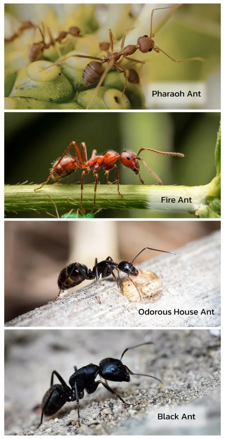 ภาพแยกประเภทมดแต่ละชนิดที่พบบ่อยในเมือง ในหน้าบริการ ป้องกันและกำจัดมด จากกลุ่มบริษัท ไอเอฟเอส ไทยแลน