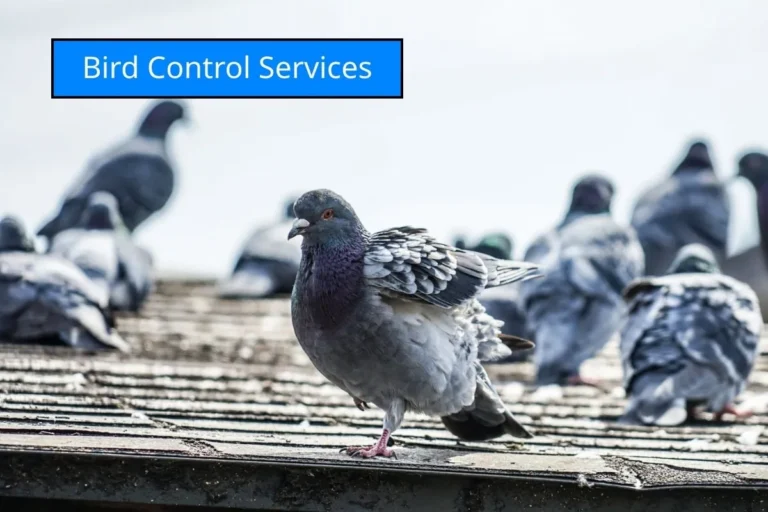 รูปนักพิราบของหน้าเว็บบริการ bird control service จากบริษัท ไอเอฟเอส