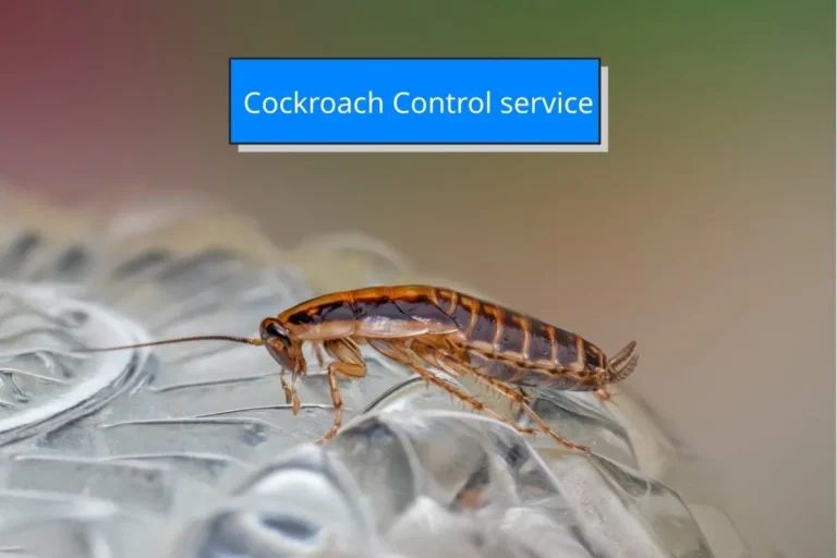 บริการกำจัดแมลงสาบโดยผู้เชี่ยวชาญ ใช้วิธีควบคุมแมลงตามมาตรฐานสุขอนามัย เหมาะสำหรับอาคาร โรงงาน และสถานประกอบการ