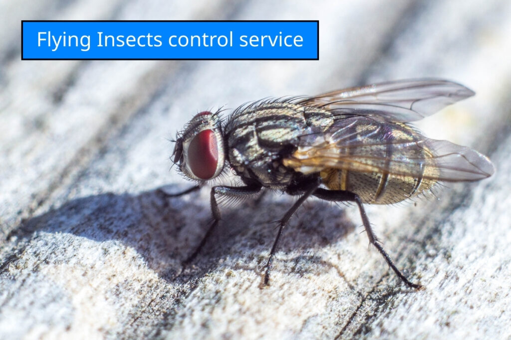 Flying Insect Control | IFS