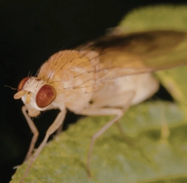 ภาพแมลงหวี่เกาะบนพื้นผิว สื่อถึงปัญหาแมลงบินและบริการกำจัดแมลงหวี่ในพื้นที่ใช้งาน
