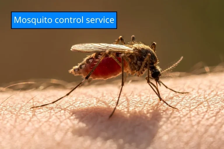 ภาพยุงกำลังกัดผิวหนัง สื่อถึงความเสี่ยงจากยุงและความจำเป็นของบริการป้องกันและกำจัดยุงจาก ไอเอฟเอส