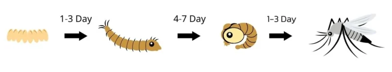 วงจรชีวิตของยุง