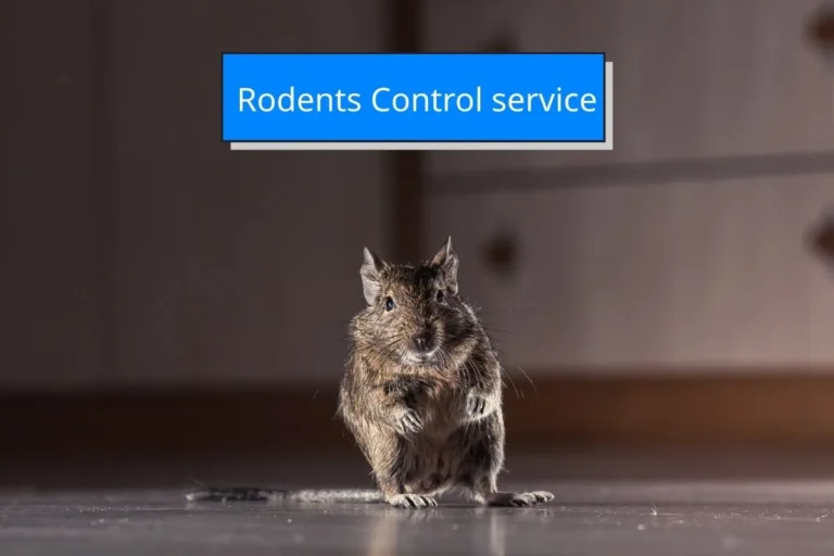 บริการป้องกันและกำจัดหนูโดยบริษัท IFS Facility Services เพื่อความปลอดภัยและสุขอนามัยของอาคาร