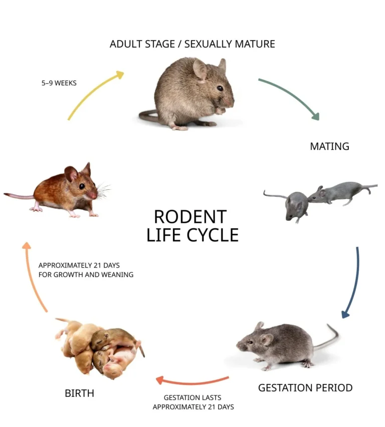 ภาพแสดงวงจรการสืบพันธุ์และการเจริญเติบโตของหนู เพื่อประกอบเนื้อหาบริการป้องกันและกำจัดหนู