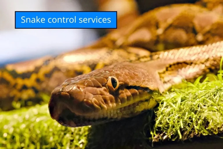 ภาพงูขนาดใหญ่บนพื้นหญ้า ใช้สื่อถึงบริการป้องกันและควบคุมงูเพื่อความปลอดภัยในบ้านและสถานประกอบการ