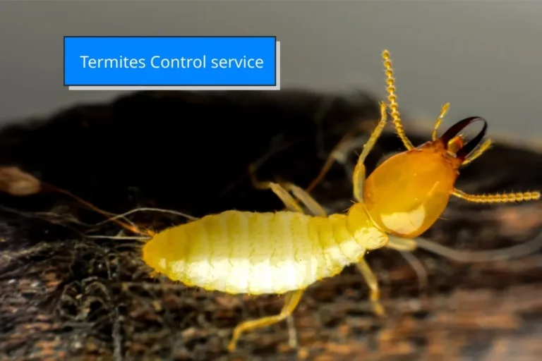 ภาพปลวกกำลังทำลายเนื้อไม้ ใช้ประกอบบริการกำจัดปลวกและป้องกันปลวกในบ้านและอาคาร